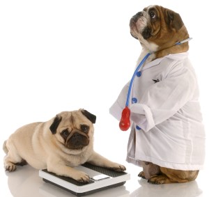 step_veterinario